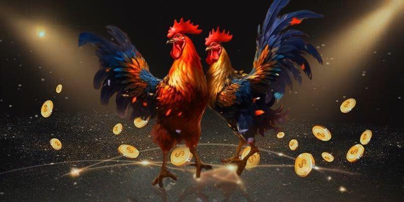 Các bước tham gia Đá gà trực tuyến 11bet